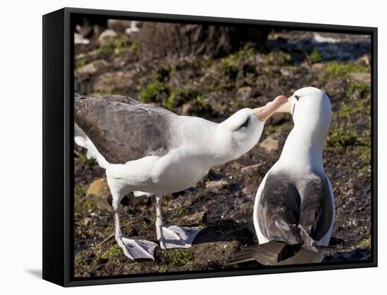 Black-Browed Albatross (Thalassarche Melanophrys) Adult Bonding Behaviour-Eleanor Scriven-Framed Stretched Canvas