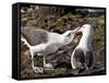 Black-Browed Albatross (Thalassarche Melanophrys) Adult Bonding Behaviour-Eleanor Scriven-Framed Stretched Canvas