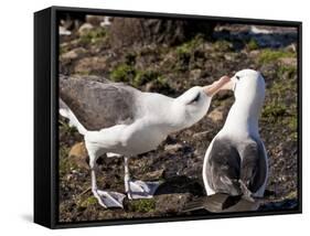 Black-Browed Albatross (Thalassarche Melanophrys) Adult Bonding Behaviour-Eleanor Scriven-Framed Stretched Canvas