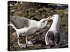 Black-Browed Albatross (Thalassarche Melanophrys) Adult Bonding Behaviour-Eleanor Scriven-Stretched Canvas