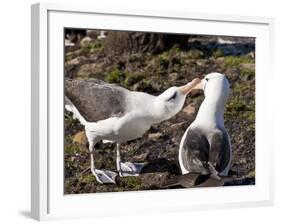 Black-Browed Albatross (Thalassarche Melanophrys) Adult Bonding Behaviour-Eleanor Scriven-Framed Photographic Print