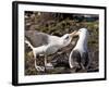 Black-Browed Albatross (Thalassarche Melanophrys) Adult Bonding Behaviour-Eleanor Scriven-Framed Photographic Print