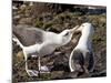 Black-Browed Albatross (Thalassarche Melanophrys) Adult Bonding Behaviour-Eleanor Scriven-Mounted Photographic Print