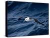 Black-Browed Albatross (Thalassarche Melanophrys), Southern Ocean, Antarctic, Polar Regions-Thorsten Milse-Stretched Canvas