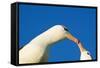 Black-Browed Albatross Touching Beaks in Courtship-null-Framed Stretched Canvas