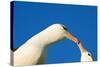 Black-Browed Albatross Touching Beaks in Courtship-null-Stretched Canvas