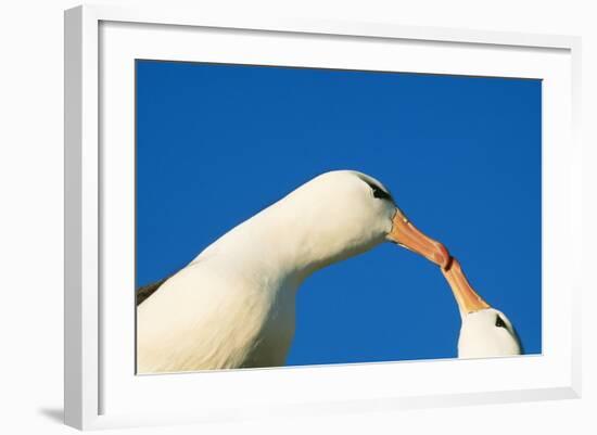 Black-Browed Albatross Touching Beaks in Courtship-null-Framed Photographic Print