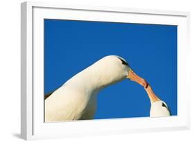 Black-Browed Albatross Touching Beaks in Courtship-null-Framed Photographic Print