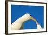 Black-Browed Albatross Touching Beaks in Courtship-null-Framed Photographic Print