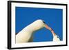 Black-Browed Albatross Touching Beaks in Courtship-null-Framed Photographic Print