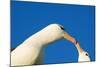 Black-Browed Albatross Touching Beaks in Courtship-null-Mounted Photographic Print