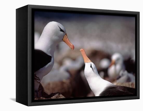 Black Browed Albatross-Charles Sleicher-Framed Stretched Canvas