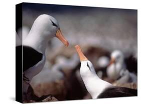 Black Browed Albatross-Charles Sleicher-Stretched Canvas