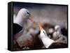 Black Browed Albatross-Charles Sleicher-Framed Stretched Canvas