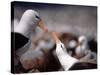 Black Browed Albatross-Charles Sleicher-Stretched Canvas