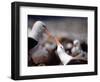 Black Browed Albatross-Charles Sleicher-Framed Photographic Print