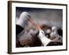 Black Browed Albatross-Charles Sleicher-Framed Photographic Print