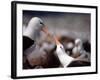 Black Browed Albatross-Charles Sleicher-Framed Photographic Print