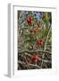 Black Bryony Berries (Dioscoria Communis) on Climbing Stems in Woodland-Nick Upton-Framed Photographic Print