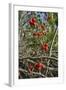 Black Bryony Berries (Dioscoria Communis) on Climbing Stems in Woodland-Nick Upton-Framed Photographic Print