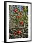 Black Bryony Berries (Dioscoria Communis) on Climbing Stems in Woodland-Nick Upton-Framed Photographic Print