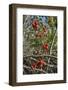 Black Bryony Berries (Dioscoria Communis) on Climbing Stems in Woodland-Nick Upton-Framed Photographic Print