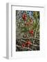 Black Bryony Berries (Dioscoria Communis) on Climbing Stems in Woodland-Nick Upton-Framed Photographic Print