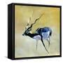 Black Buck, Velavadar, 1997-Mark Adlington-Framed Stretched Canvas