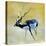 Black Buck, Velavadar, 1997-Mark Adlington-Stretched Canvas