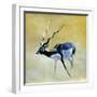 Black Buck, Velavadar, 1997-Mark Adlington-Framed Giclee Print