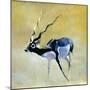 Black Buck, Velavadar, 1997-Mark Adlington-Mounted Giclee Print