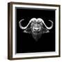 Black Buffalo-Lisa Kroll-Framed Art Print