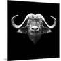 Black Buffalo-Lisa Kroll-Mounted Art Print