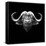 Black Buffalo-Lisa Kroll-Framed Stretched Canvas