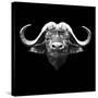 Black Buffalo-Lisa Kroll-Stretched Canvas