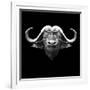 Black Buffalo-Lisa Kroll-Framed Art Print