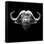 Black Buffalo-Lisa Kroll-Framed Stretched Canvas