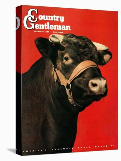 "Black Bull," Country Gentleman Cover, February 1, 1944-Salvadore Pinto-Stretched Canvas