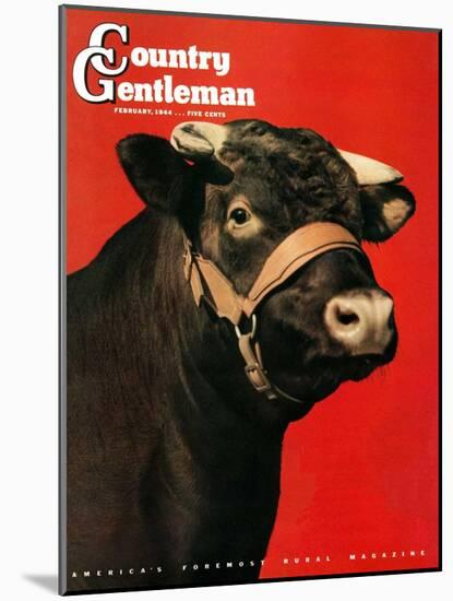 "Black Bull," Country Gentleman Cover, February 1, 1944-Salvadore Pinto-Mounted Giclee Print