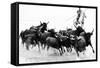 Black Bulls of Camargue and their Herder Running Through the Water, Camargue, France-Nadia Isakova-Framed Stretched Canvas