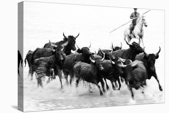 Black Bulls of Camargue and their Herder Running Through the Water, Camargue, France-Nadia Isakova-Stretched Canvas