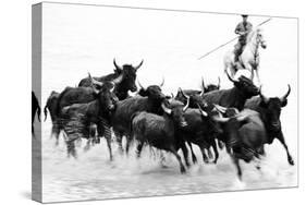 Black Bulls of Camargue and their Herder Running Through the Water, Camargue, France-Nadia Isakova-Stretched Canvas