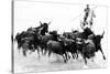 Black Bulls of Camargue and their Herder Running Through the Water, Camargue, France-Nadia Isakova-Stretched Canvas