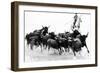 Black Bulls of Camargue and their Herder Running Through the Water, Camargue, France-Nadia Isakova-Framed Photographic Print