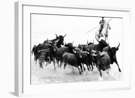 Black Bulls of Camargue and their Herder Running Through the Water, Camargue, France-Nadia Isakova-Framed Photographic Print