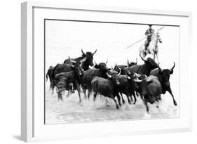 Black Bulls of Camargue and their Herder Running Through the Water, Camargue, France-Nadia Isakova-Framed Photographic Print