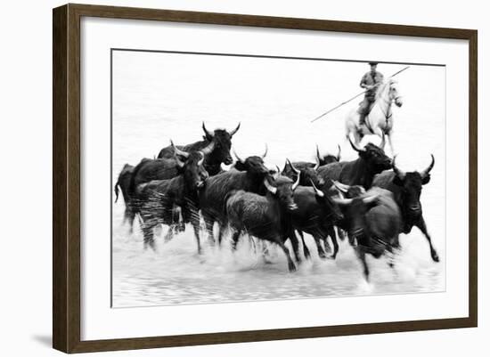 Black Bulls of Camargue and their Herder Running Through the Water, Camargue, France-Nadia Isakova-Framed Photographic Print