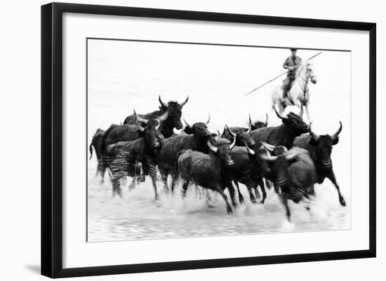 Black Bulls of Camargue and their Herder Running Through the Water, Camargue, France-Nadia Isakova-Framed Photographic Print
