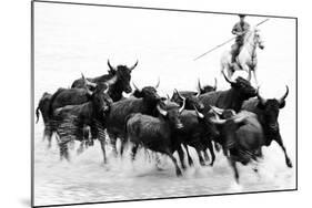 Black Bulls of Camargue and their Herder Running Through the Water, Camargue, France-Nadia Isakova-Mounted Photographic Print