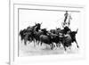 Black Bulls of Camargue and their Herder Running Through the Water, Camargue, France-Nadia Isakova-Framed Photographic Print